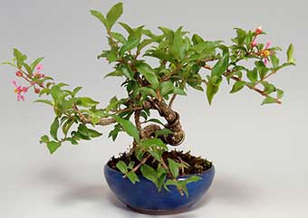 ヒメオウトウ-A（ひめおうとう・姫桜桃）盆栽の樹作りの参考樹形・Maytenus diversifolia Best bonsai
