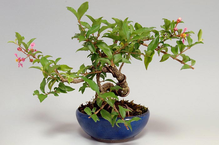 ヒメオウトウ-A（ひめおうとう・姫桜桃）実もの盆栽の販売と育て方・作り方・Himeoutou bonsai