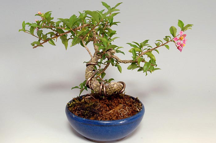 ヒメオウトウ-A（ひめおうとう・姫桜桃）実もの盆栽を裏側から見た景色・Himeoutou bonsai