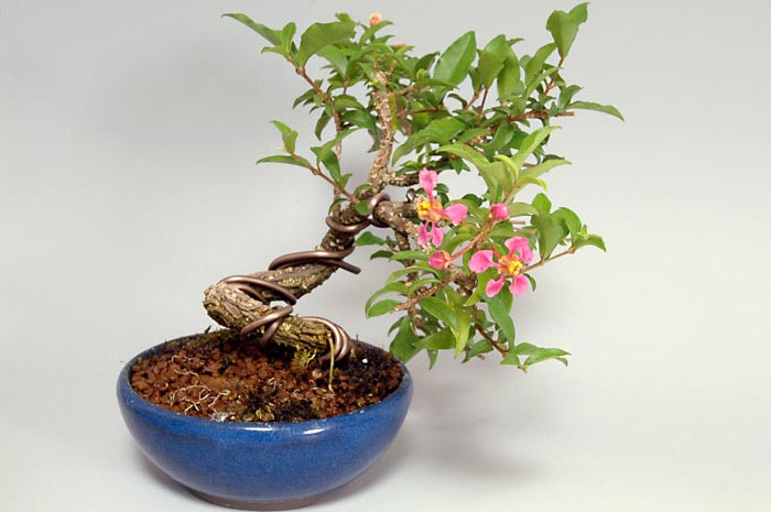 ヒメオウトウ-A（ひめおうとう・姫桜桃）実もの盆栽を右側から見た景色・Himeoutou bonsai