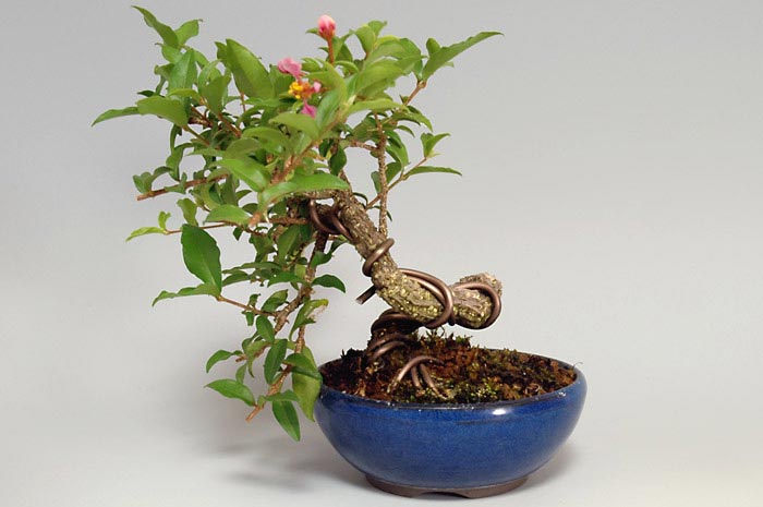 ヒメオウトウ-A（ひめおうとう・姫桜桃）実もの盆栽を左側から見た景色・Himeoutou bonsai