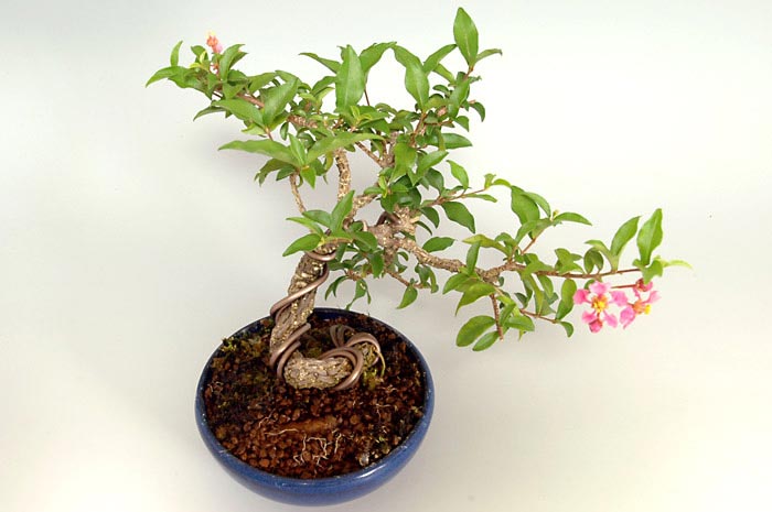ヒメオウトウ-A（ひめおうとう・姫桜桃）実もの盆栽を上側から見た景色・Himeoutou bonsai