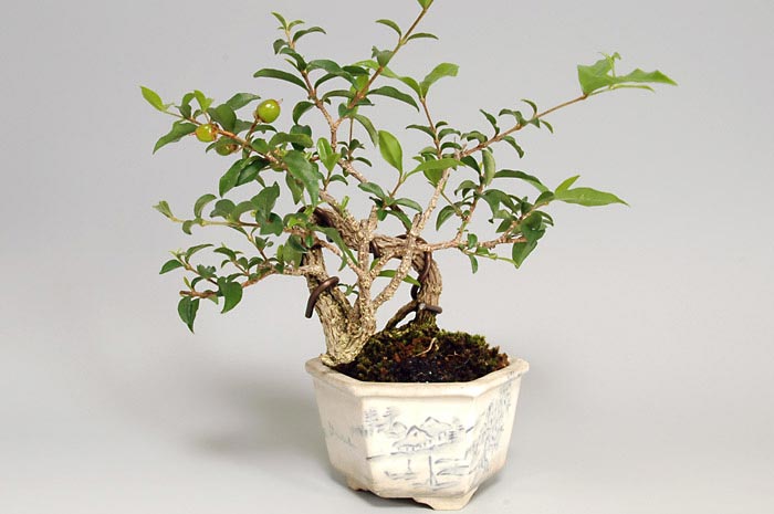 ヒメオウトウ-B-1（ひめおうとう・姫桜桃）実もの盆栽の販売と育て方・作り方・Himeoutou bonsai