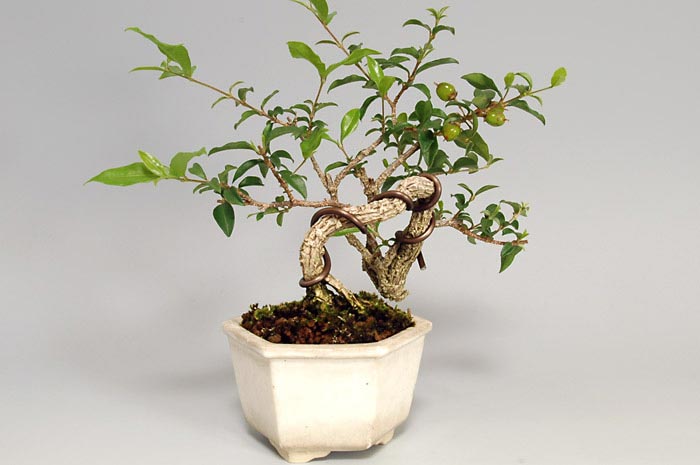 ヒメオウトウ-B-1（ひめおうとう・姫桜桃）実もの盆栽を右側から見た景色・Himeoutou bonsai