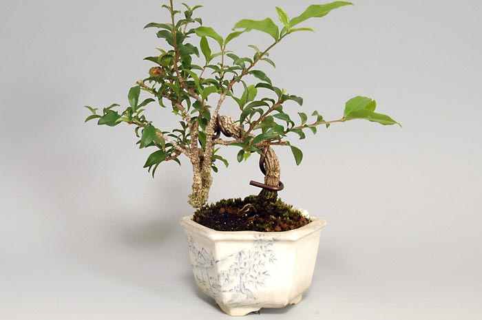 ヒメオウトウ-B-1（ひめおうとう・姫桜桃）実もの盆栽を右側から見た景色・Himeoutou bonsai