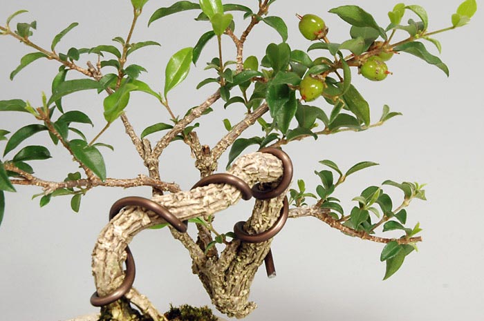 ヒメオウトウ-B-1（ひめおうとう・姫桜桃）実もの盆栽の実付きの景色・Himeoutou bonsai
