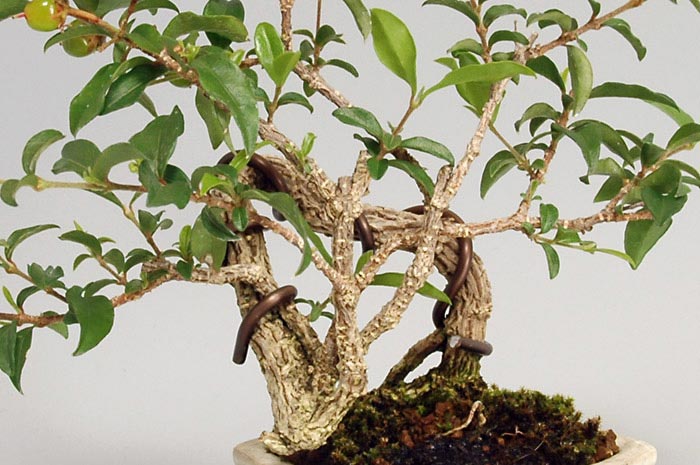 ヒメオウトウ-B-1（ひめおうとう・姫桜桃）実もの盆栽の幹肌の景色・Himeoutou bonsai