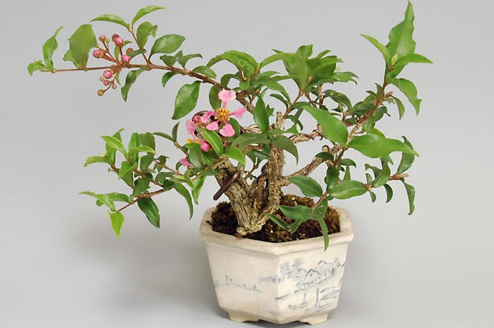 ヒメオウトウ-B-2（ひめおうとう・姫桜桃）実もの盆栽の販売と育て方・作り方・Himeoutou bonsai