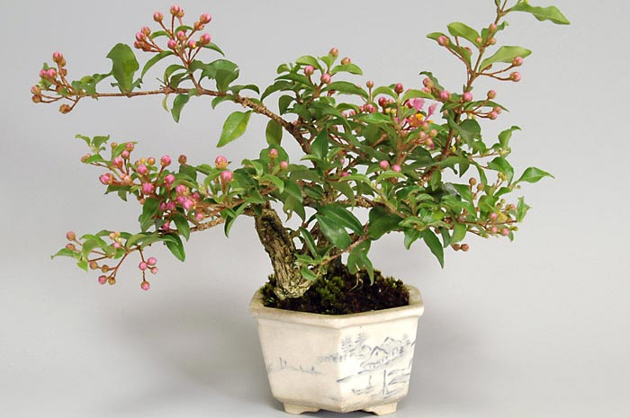 ヒメオウトウ-B（ひめおうとう・姫桜桃）実もの盆栽の販売と育て方・作り方・Himeoutou bonsai