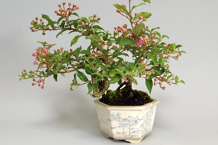 ヒメオウトウ-B（ひめおうとう・姫桜桃）実もの盆栽を右側から見た景色・Himeoutou bonsai