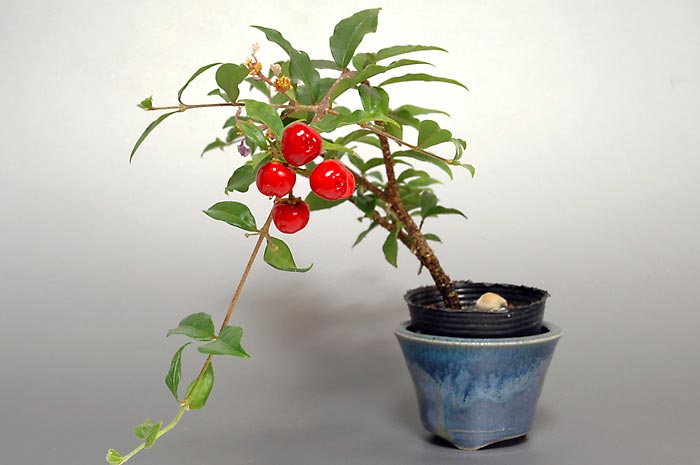ヒメオウトウ（ひめおうとう・姫桜桃）盆栽の今と過去の成長記録と育て方・作り方・Maytenus diversifolia bonsai photo