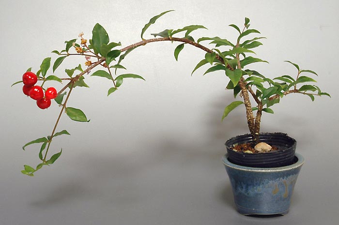 ヒメオウトウ-C（ひめおうとう・姫桜桃）実もの盆栽を右側から見た景色・Himeoutou bonsai