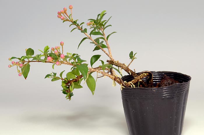 ヒメオウトウE（ひめおうとう・姫桜桃）実もの盆栽の販売と育て方・作り方・Himeoutou bonsai photo