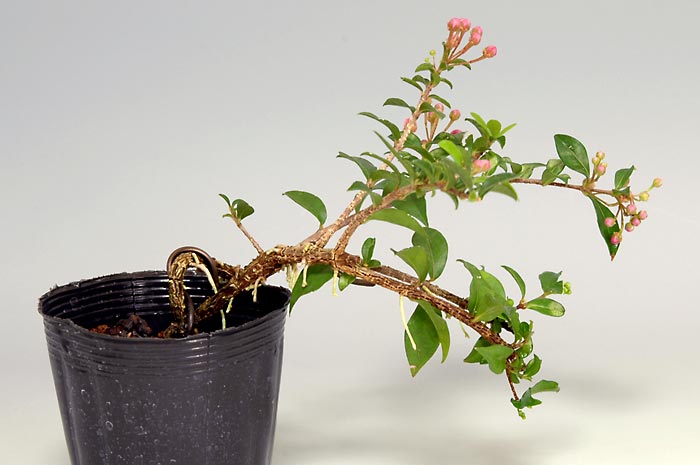 ヒメオウトウE（ひめおうとう・姫桜桃）実もの盆栽を裏側から見た景色・Himeoutou bonsai photo