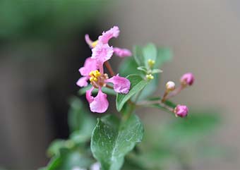 ヒメオウトウ（ひめおうとう・姫桜桃）盆栽の花・Maytenus diversifolia Best bonsai