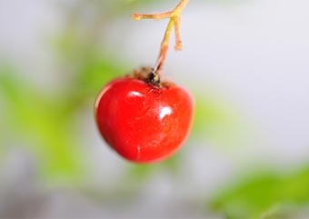 ヒメオウトウ（ひめおうとう・姫桜桃）盆栽の実・Maytenus diversifolia Best bonsai