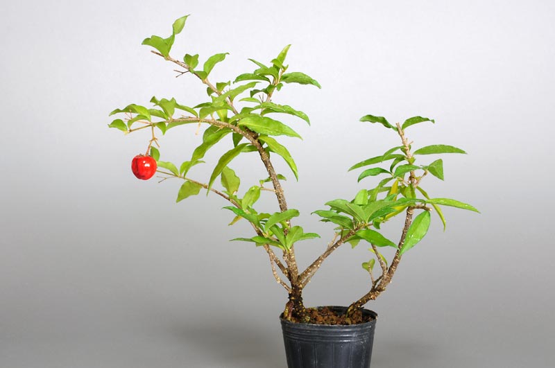 ヒメオウトウN（ひめおうとう・姫桜桃）実もの盆栽の販売と育て方・作り方・Himeoutou bonsai
