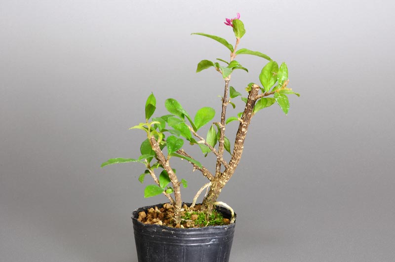 ヒメオウトウO（ひめおうとう・姫桜桃）実もの盆栽の販売と育て方・作り方・Himeoutou bonsai