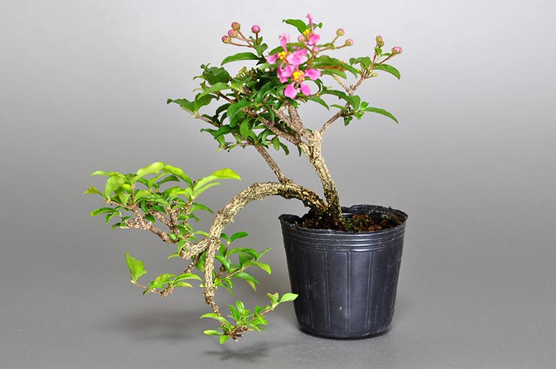 ヒメオウトウ-Q（ひめおうとう・姫桜桃）実もの盆栽の販売と育て方・作り方・Himeoutou bonsai
