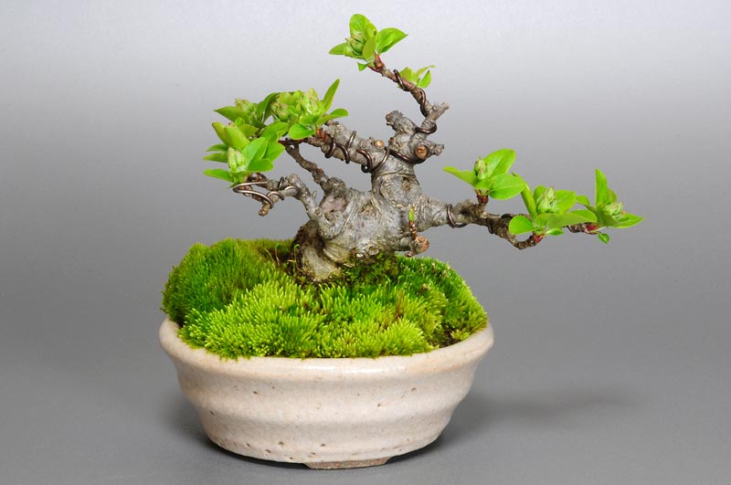 ヒメリンゴ-A1（ひめりんご・姫林檎）実もの盆栽の販売と育て方・作り方・Malus prunifolia bonsai