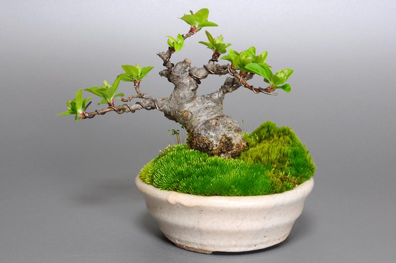 ヒメリンゴ-A1（ひめりんご・姫林檎）実もの盆栽を裏側から見た景色・Malus prunifolia bonsai