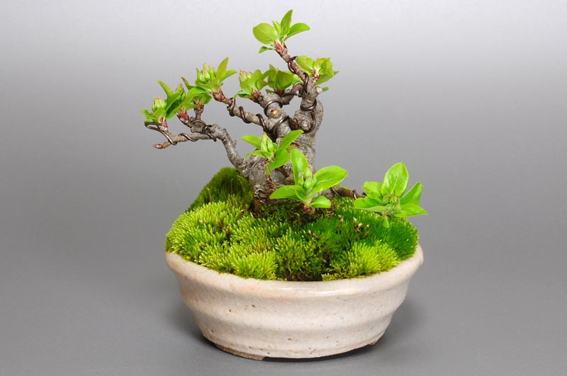 ヒメリンゴ-A1(ひめりんご・姫林檎)実もの盆栽を右側から見た景色・Malus prunifolia bonsai