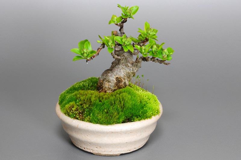 ヒメリンゴ-A1（ひめりんご・姫林檎）実もの盆栽を左側から見た景色・Malus prunifolia bonsai