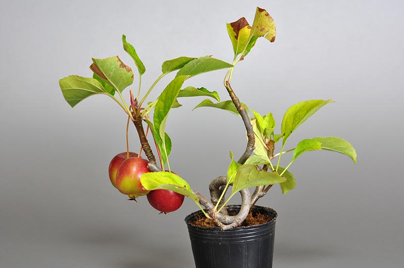 ヒメリンゴ-B1（ひめりんご・姫林檎）実もの盆栽の販売と育て方・作り方・Malus prunifolia bonsai