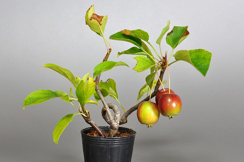 ミニ盆栽・ヒメリンゴ-B1（ひめりんご・姫林檎）実もの盆栽を裏側から見た景色・Malus prunifolia bonsai