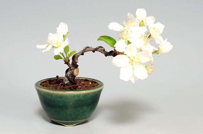 ヒメリンゴD-1（ひめりんご・姫林檎）実もの盆栽の販売と育て方・作り方・Malus prunifolia bonsai