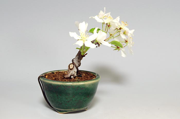 ヒメリンゴ-A1（ひめりんご・姫林檎）実もの盆栽を左側から見た景色・Malus prunifolia bonsai