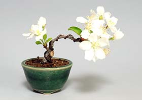 ヒメリンゴD（ひめりんご・姫林檎）実もの盆栽の成長記録-1・Malus prunifolia bonsai