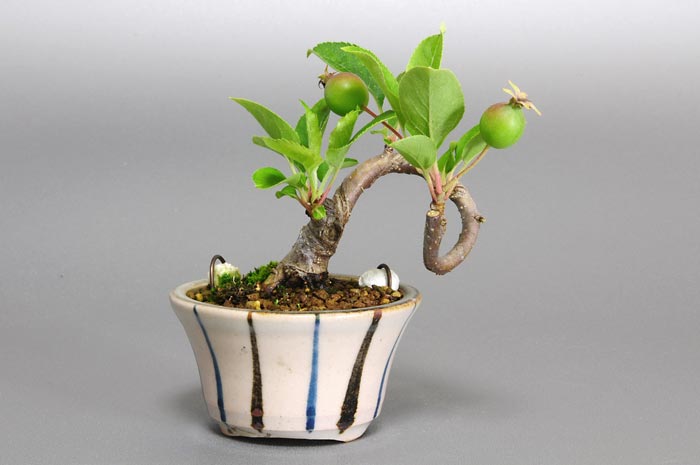 ヒメリンゴD（ひめりんご・姫林檎）実もの盆栽の販売と育て方・作り方・Malus prunifolia bonsai