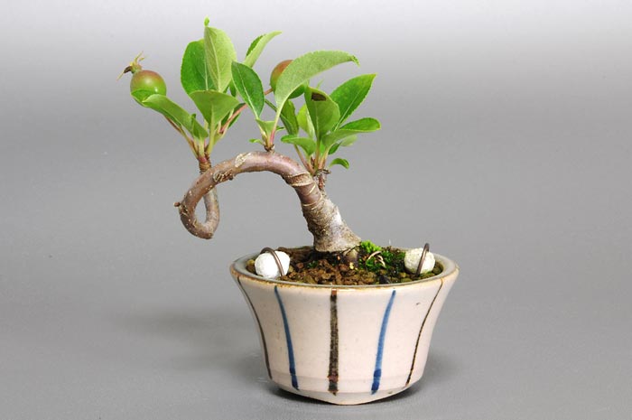 ヒメリンゴ-A1（ひめりんご・姫林檎）実もの盆栽を裏側から見た景色・Malus prunifolia bonsai