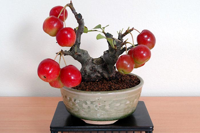 ヒメリンゴF（ひめりんご・姫林檎）実もの盆栽の販売と育て方・作り方・Malus prunifolia bonsai