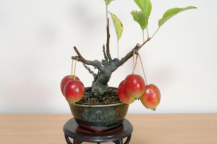 ヒメリンゴG（ひめりんご・姫林檎）実もの盆栽の販売と育て方・作り方・Malus prunifolia bonsai