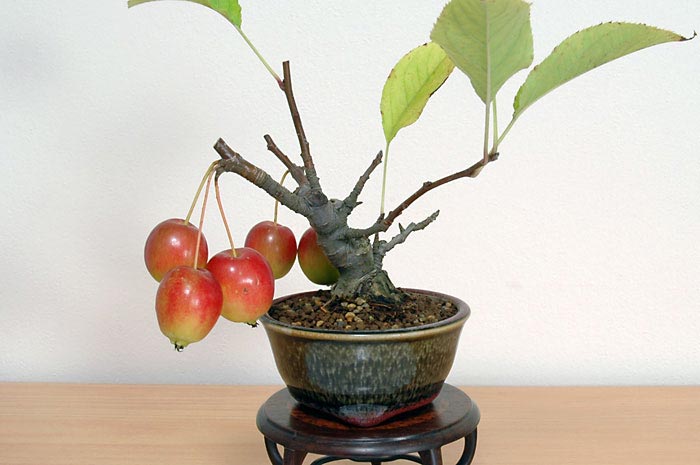 盆栽・ヒメリンゴG（ひめりんご・姫林檎）実もの盆栽を右側から見た景色・Malus prunifolia bonsai