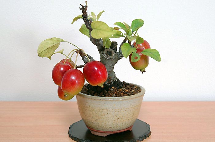 ヒメリンゴI（ひめりんご・姫林檎）実もの盆栽の販売と育て方・作り方・Malus prunifolia bonsai