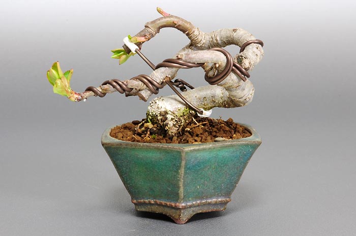 ヒメリンゴK-1（ひめりんご・姫林檎）ミニ盆栽の販売と育て方・作り方・Malus prunifolia bonsai