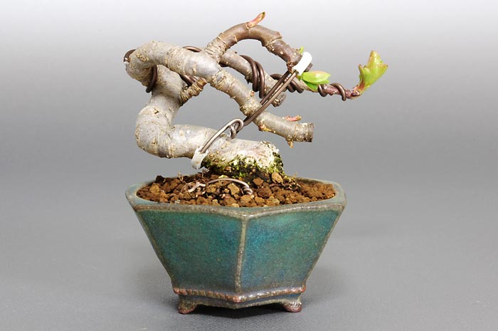 ヒメリンゴK-1（ひめりんご・姫林檎）実もの盆栽を裏側から見た景色・Malus prunifolia bonsai