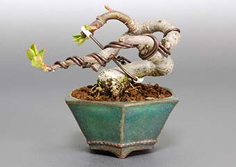ヒメリンゴK（ひめりんご・姫林檎）ミニ盆栽の成長記録-1・Malus prunifolia bonsai