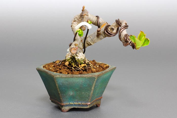 ヒメリンゴK-1（ひめりんご・姫林檎）実もの盆栽を左側から見た景色・Malus prunifolia bonsai