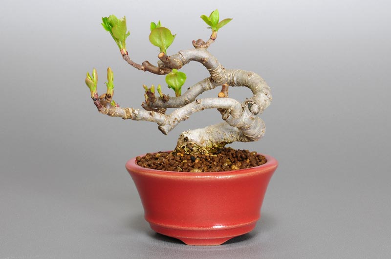 ヒメリンゴK（ひめりんご・姫林檎）実もの盆栽の販売と育て方・作り方・Malus prunifolia bonsai photo
