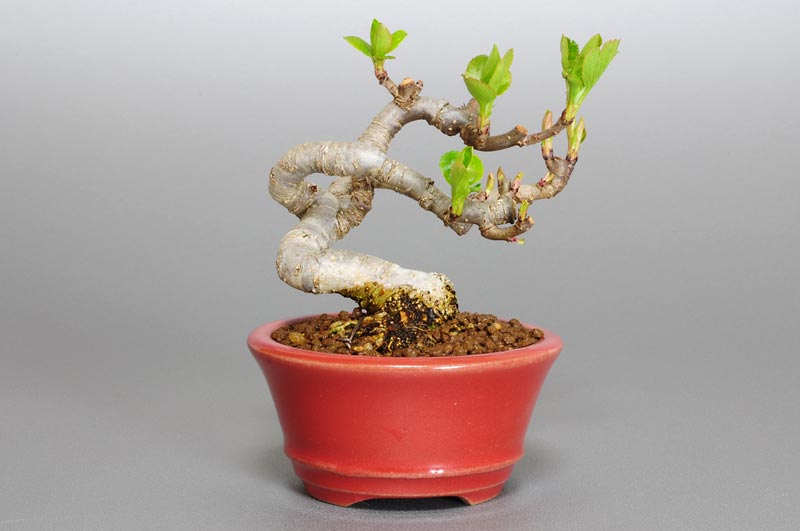 ヒメリンゴK（ひめりんご・姫林檎）実もの盆栽を裏側から見た景色・Malus prunifolia bonsai photo