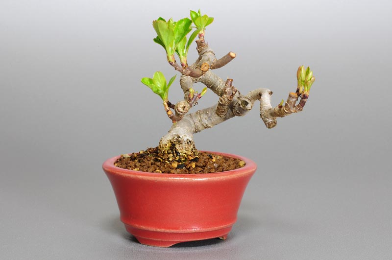 ヒメリンゴK（ひめりんご・姫林檎）実もの盆栽を左側から見た景色・Malus prunifolia bonsai photo