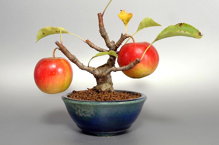 ヒメリンゴ盆栽（ひめりんご・姫林檎）ミニ盆栽の今と過去の成長記録と育て方・手入れ・剪定・植え替え・Malus prunifolia bonsai photo