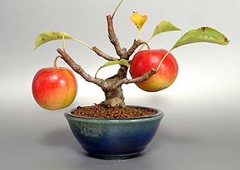 ヒメリンゴ-O（ひめりんご・姫林檎）盆栽の樹作りの参考樹形・Malus prunifolia Best bonsai