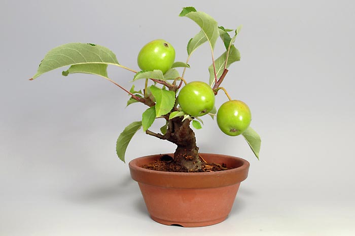 ヒメリンゴQ-1（ひめりんご・姫林檎）実もの盆栽の販売と育て方・作り方・Malus prunifolia bonsai photo