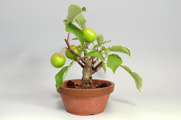 ヒメリンゴQ-1（ひめりんご・姫林檎）実もの盆栽を裏側から見た景色・Malus prunifolia bonsai photo