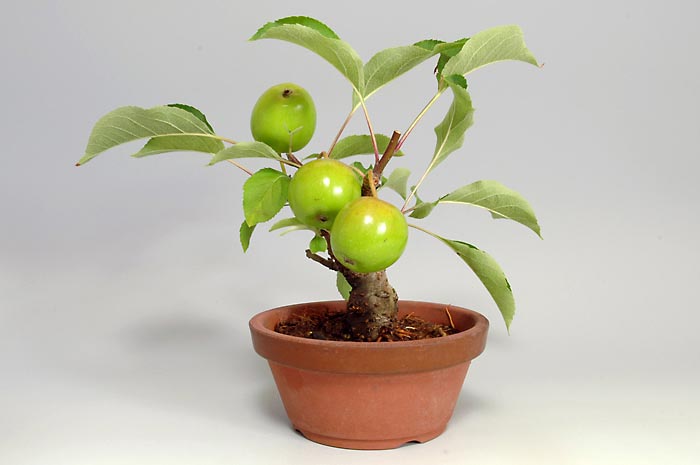 ヒメリンゴQ-1（ひめりんご・姫林檎）実もの盆栽を右側から見た景色・Malus prunifolia bonsai photo